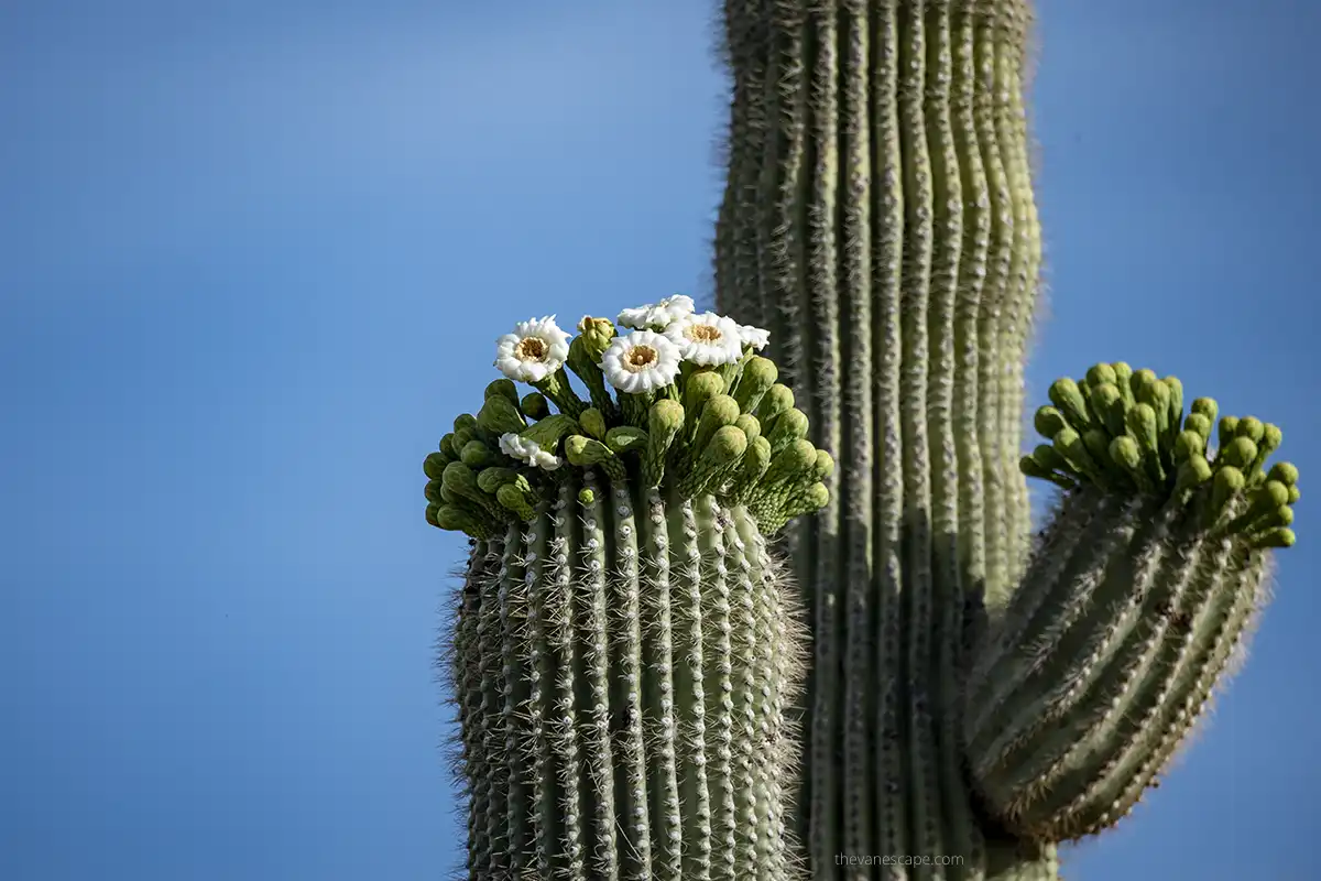 Saguaro cacti in bloom in spring.