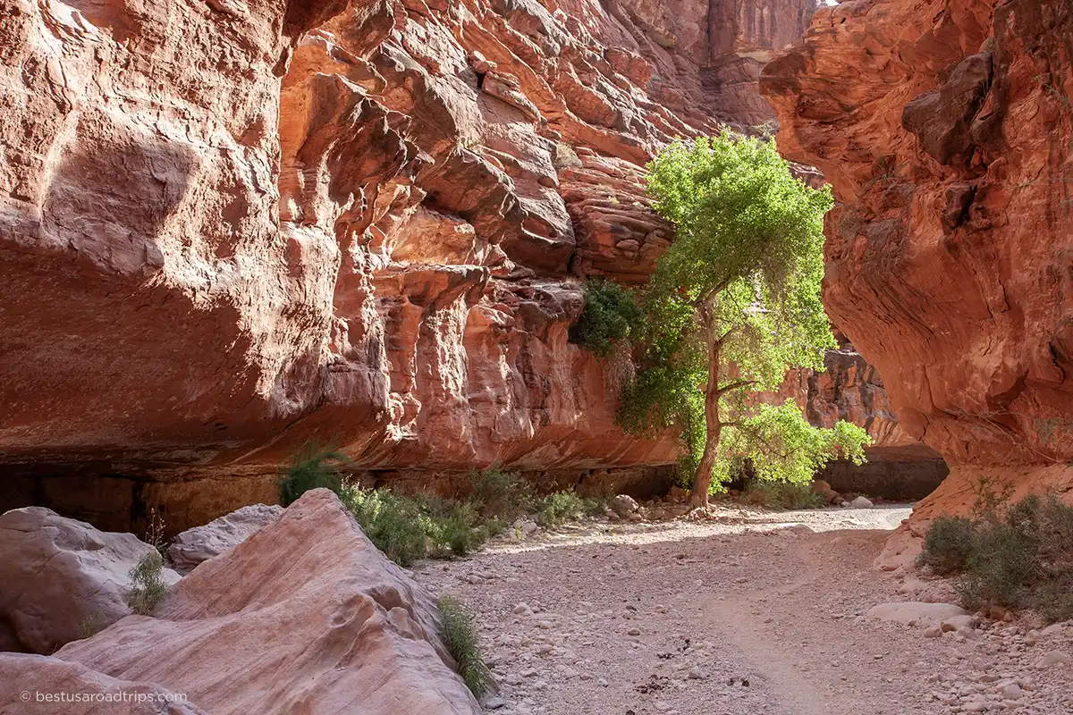Hiking trail to Havasu Creek. 