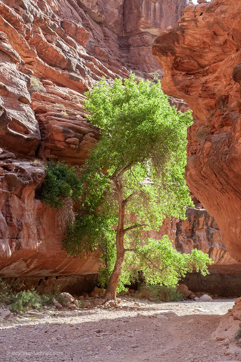 Canyon Descent and Dry Wash Hiking.