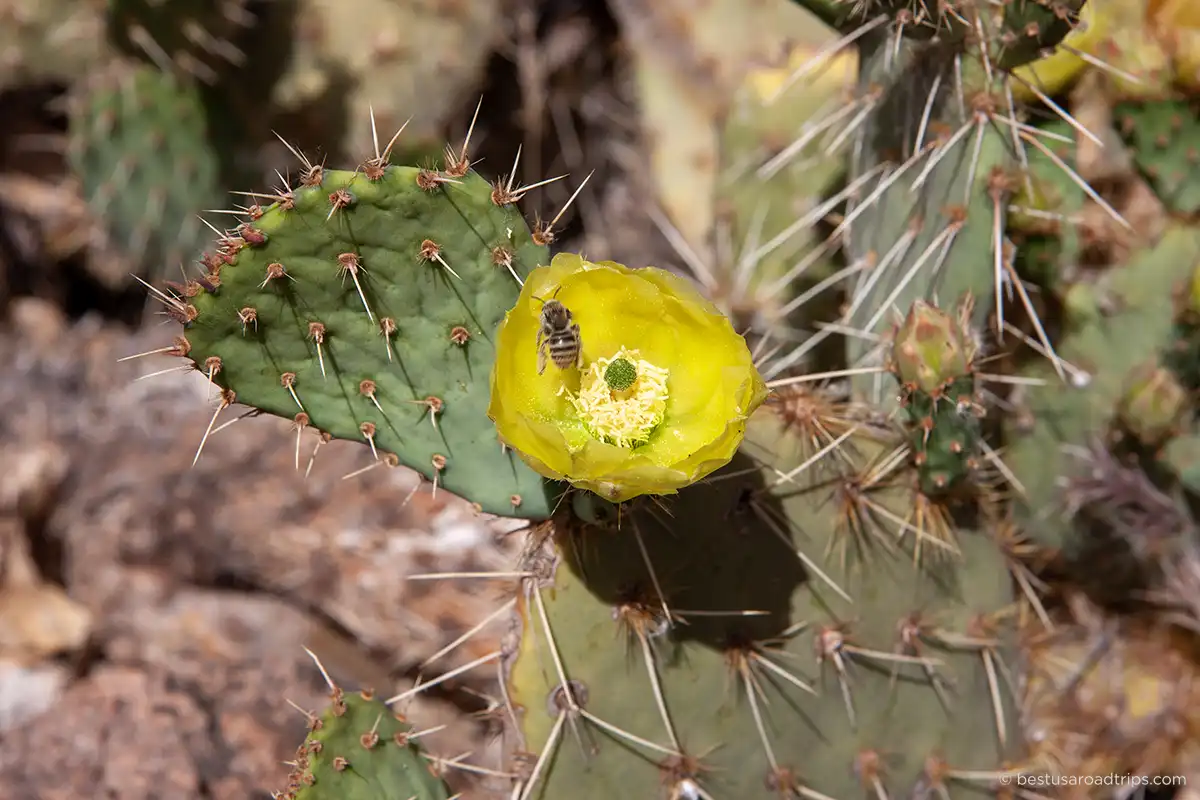 Spring in Havasupai - blooming cacti.