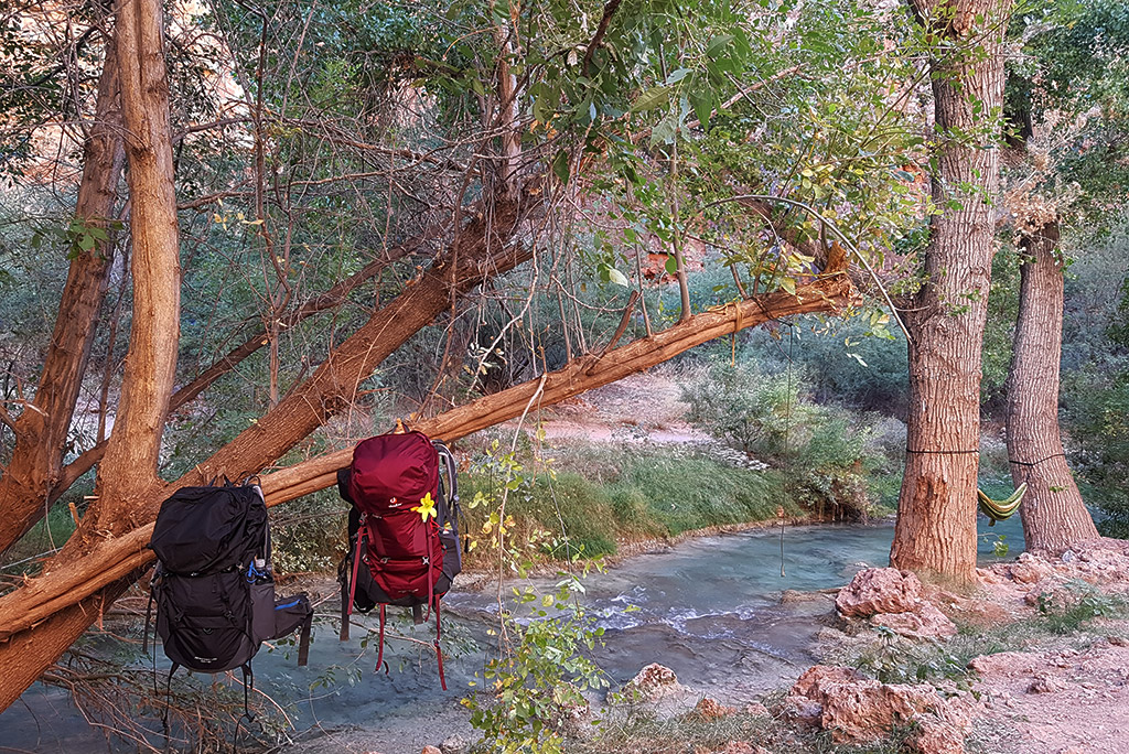 Two backpacks hanging from a tree above Havasu Creek at the campground.