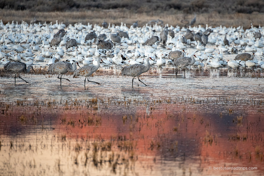 Bosque del Apache Festival of the Cranes in New Mexico. 